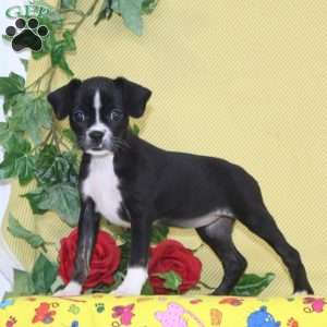 Robin, Boston Terrier Mix Puppy